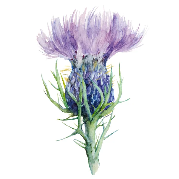 Milk Thistle, Flower Watercolor Painting, Vector Illustration. — Stock Vector