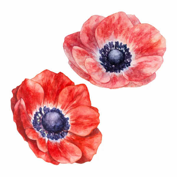 Anemones, Watercolor, Vector. — Stock Vector