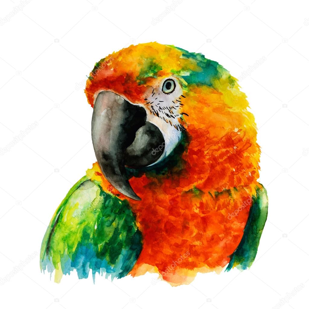 Parrot Head, Watercolor, Vector Illustration.