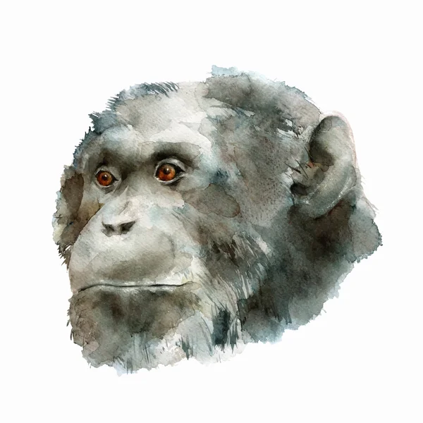Chimpanzee Head, Watercolor, Vector Illustration. - Stok Vektor