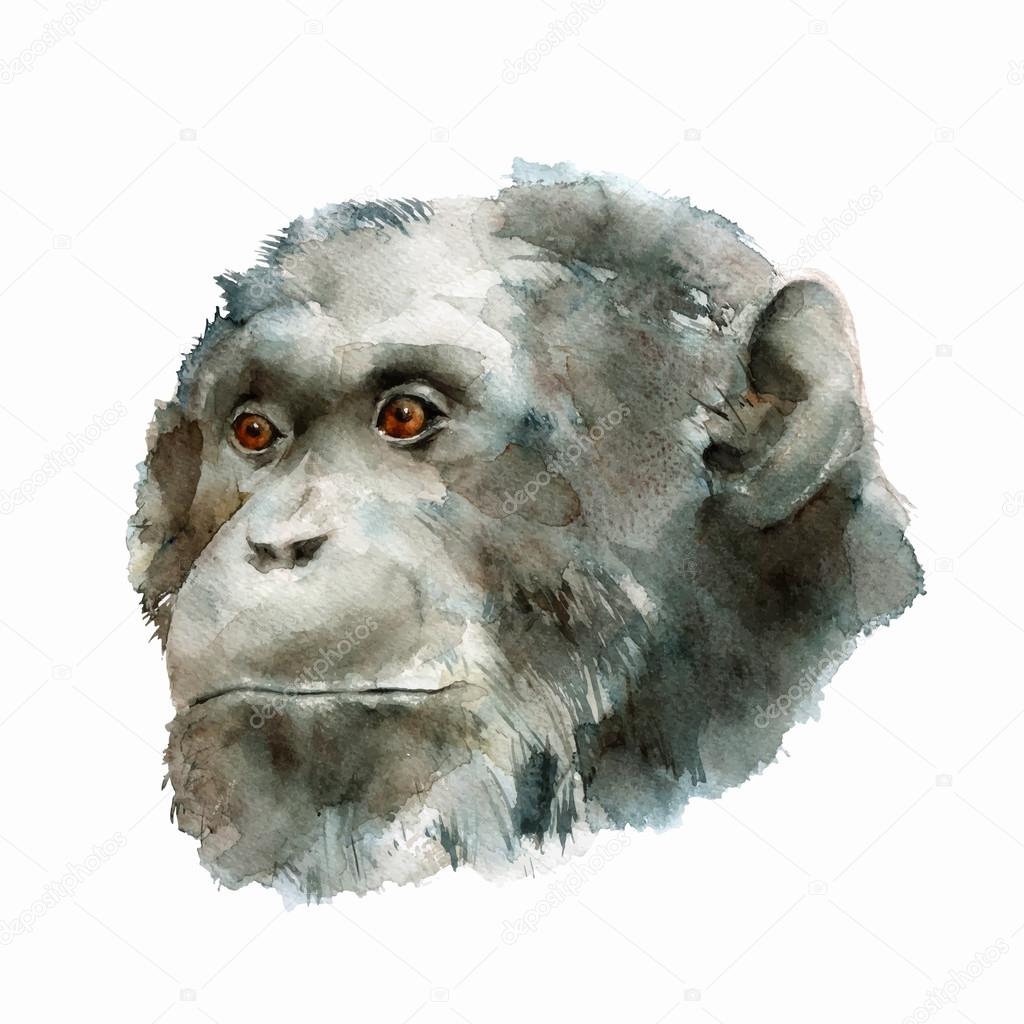 Chimpanzee Head, Watercolor, Vector Illustration.