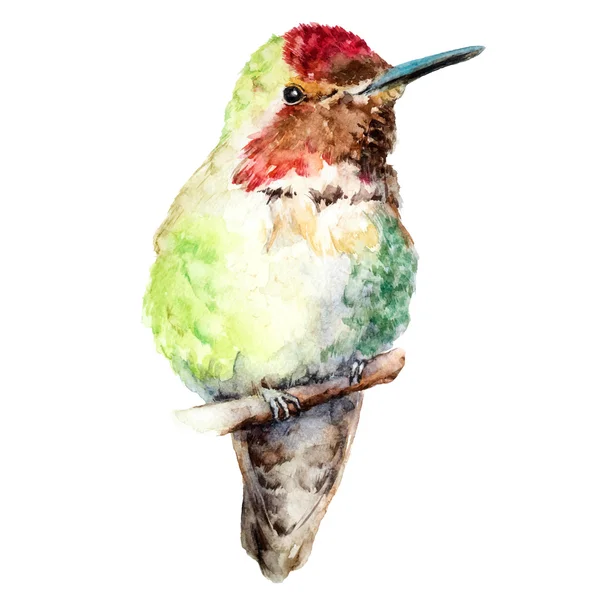 Hummingbird vila, akvarellmålning, vektor Illustration — Stock vektor