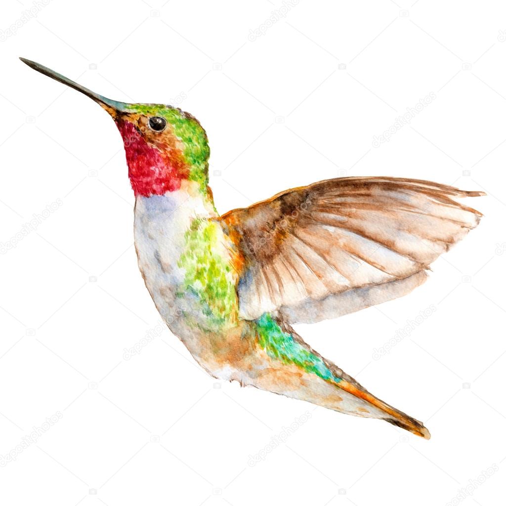Hummingbird Flying, Watercolor Sketch, Vector Illustration.