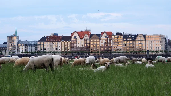 Rhine meadows Duesseldorf