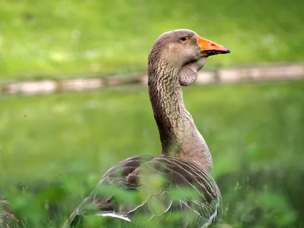 Greylag goose by the pond — Stock Photo, Image