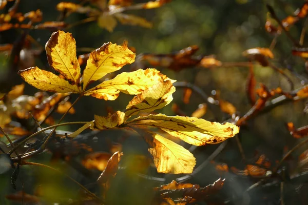 Foglie Autunno Albero Alla Luce Del Sole — Foto Stock