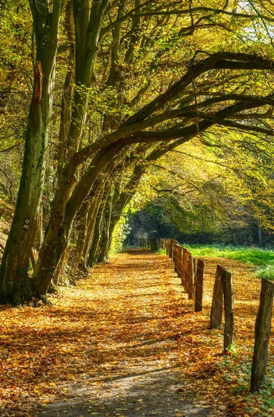 Lesní Stezka Podzimní Listí Poblíž Haan Gruiten — Stock fotografie