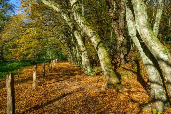 Sendero Forestal Con Hojas Cerca Haan Gruiten Otoño — Foto de Stock