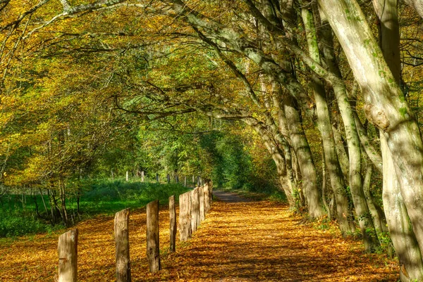 Otoño Bosque Con Hojas Cerca Haan Gruiten — Foto de Stock