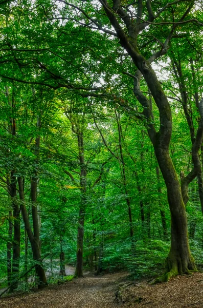 Waldweg Nahe Der Talsperre Ronsdorf Wuppertal — Stockfoto