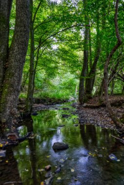 Gelpe deresi Wuppertal Ronsdorf yakınlarındaki ormanda.