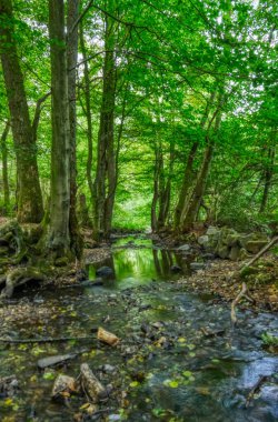 Wuppertal Ronsdorf barajının yakınındaki ormanda Mill deresi.