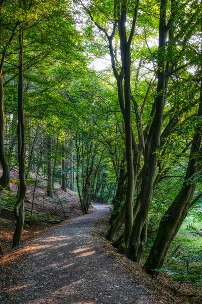 ヴッパタール ロンスドルフ バーゲージ近くの森のミル クリーク — ストック写真