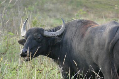 Wahner Heide Heathland 'in su bufalosu Köln yakınlarında.