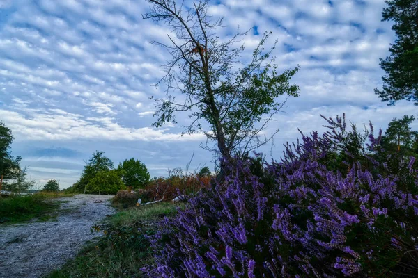 ヘザー ワーナー Heide Heathland — ストック写真