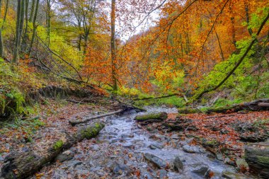 Almanya 'da Winterberg yakınlarında bir vadide Wild Creek