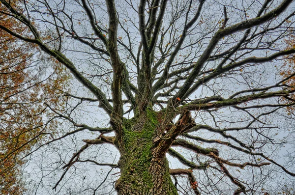 Łysy Drzewo Jesienią — Zdjęcie stockowe
