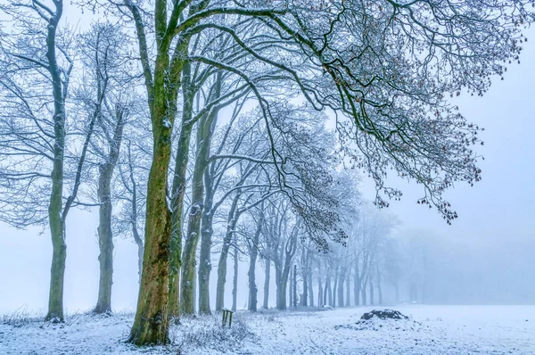 Árvores Caminho Solingen Inverno — Fotografia de Stock