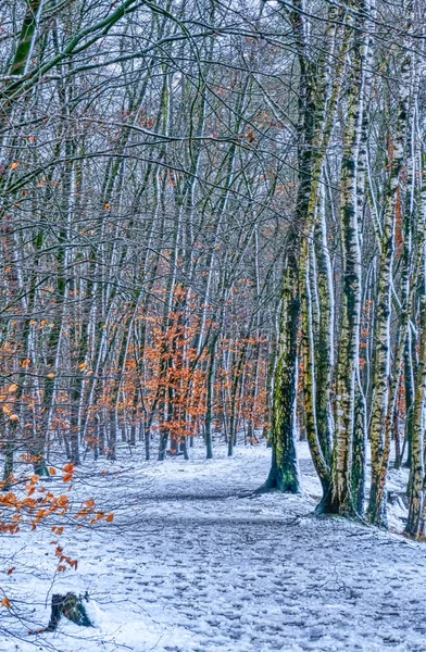 Snowy forest track at a lake in Duisburg in Germany