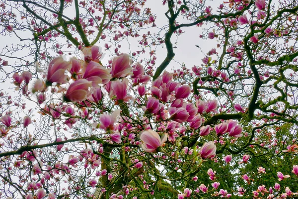 Magnolias Fleurs Dans Parc Printemps — Photo