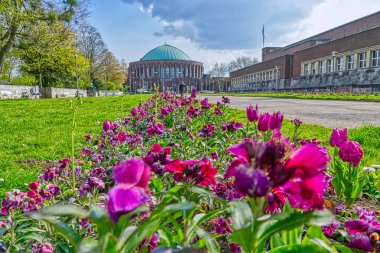 Düsseldorf 'taki tarihi bir sanat müzesinde laleler.