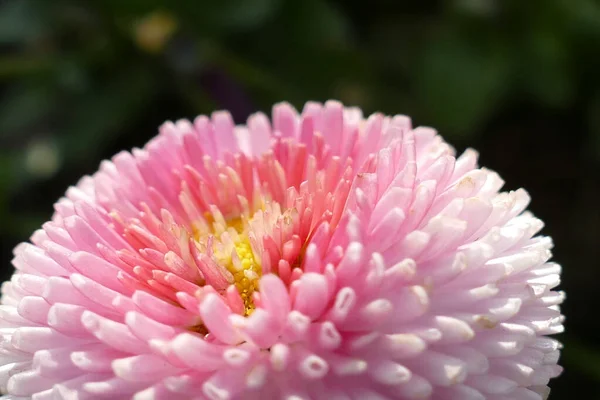Vista Close Uma Flor Aster Primavera — Fotografia de Stock