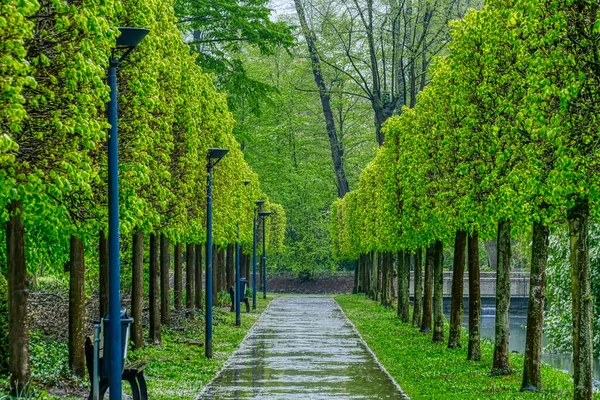 Beco Com Árvores Parque Histórico Castelo Mnchengladbach Wickrath — Fotografia de Stock