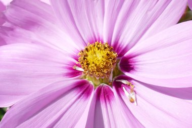 Çiçek açan kozmeyanın yakın görüntüsü