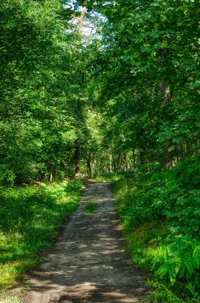 Waldweg Diersfordter Wald Sommer — Stockfoto