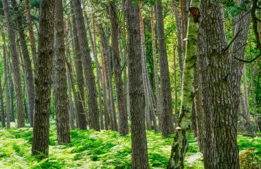 Diersfordt ormanında ağaçlar ve karışık odun