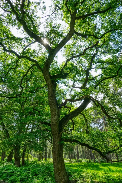 Stromy Kapradiny Diersfordtském Lese — Stock fotografie
