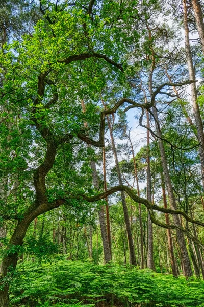 Vernarbter Baum Wald Von Diersfordt — Stockfoto
