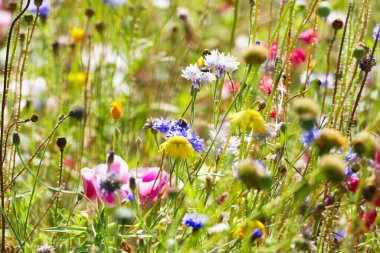 Yazın çayırlarda renkli çiçekler