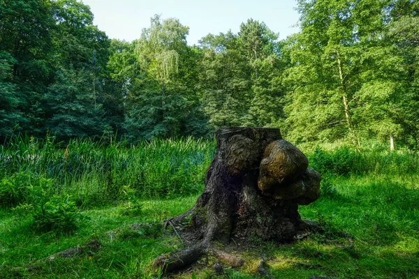 Bosque Tocón Árboles Parque Duisburg Rheinhausen — Foto de Stock