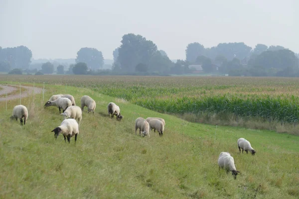 Sheep Dike Bislicher Insel Nature Reservation — Stockfoto