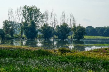 Lake landscape with trees in the Bislicher Insel nature reservation