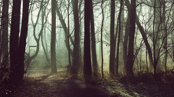Wald im Morgenlicht — Stockfoto