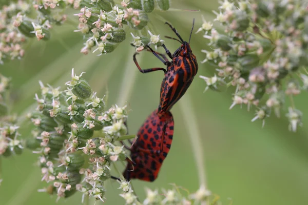 Striped stink bugs — Stock Photo, Image