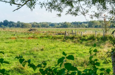 Munster yakınlarındaki sulama sahalarındaki doğa rezervasyonunda çayırlar.