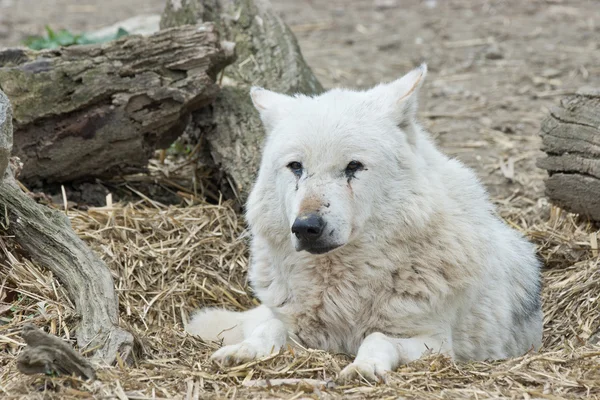 Witte wolf leggen — Stockfoto