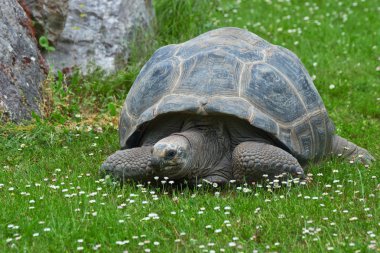 çim dev kaplumbağa