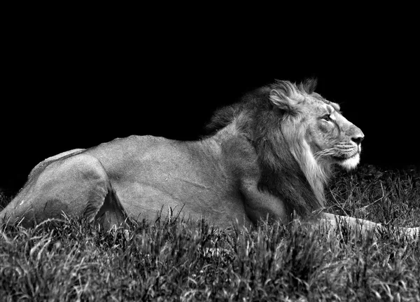 Leone maschio nell'erba — Foto Stock