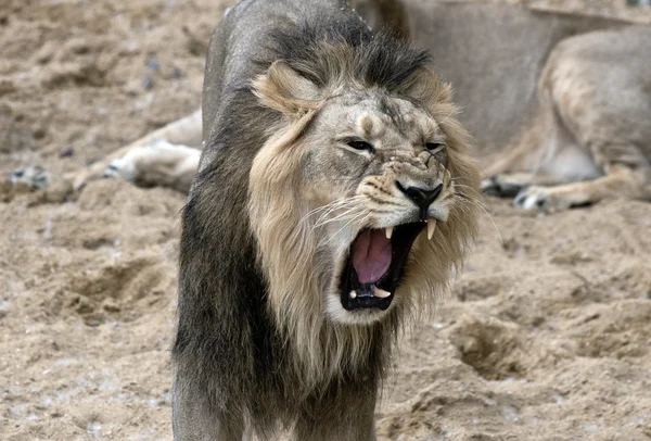 Male lion with open jaws — Stock Photo, Image