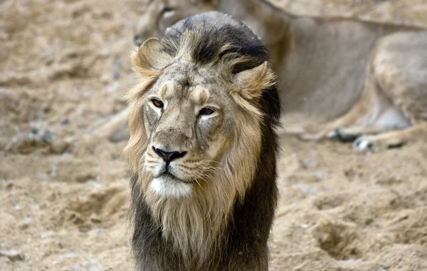 Afrika erkek aslan portre — Stok fotoğraf