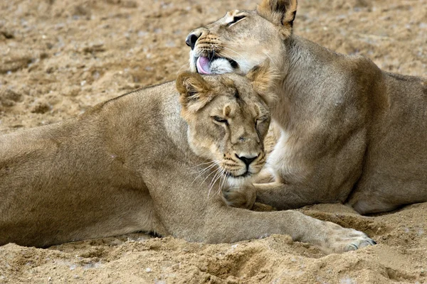Dişi aslanlar çifti — Stok fotoğraf