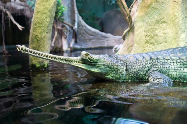 Индийский крокодил-гавиал — стоковое фото
