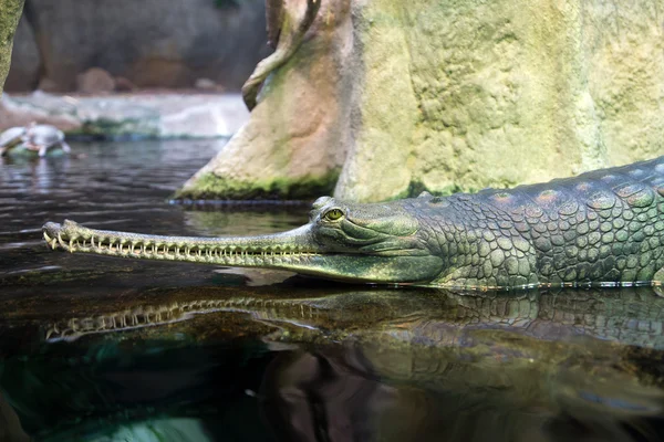 Индийский крокодил-гавиал — стоковое фото