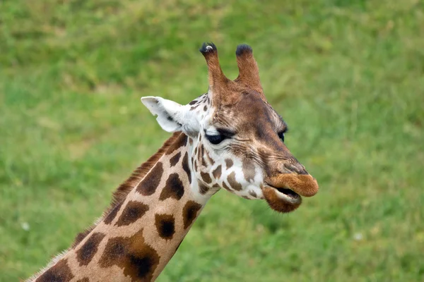 Giraffe Afrikaanse zoogdieren — Stockfoto