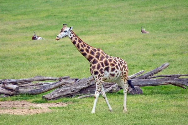 Mamífero africano girafa — Fotografia de Stock