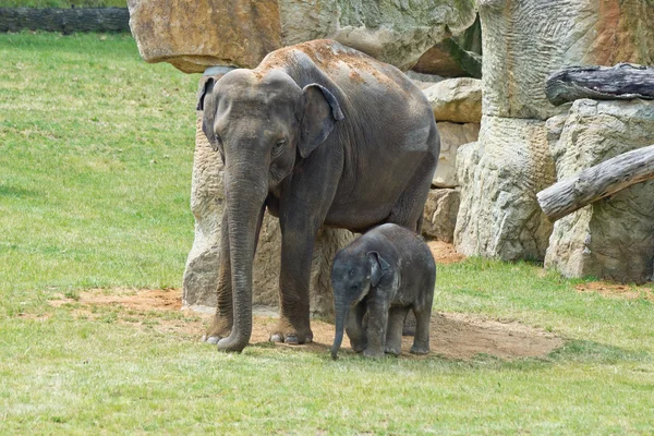 Elephants mother wtih calf — Stock Photo, Image